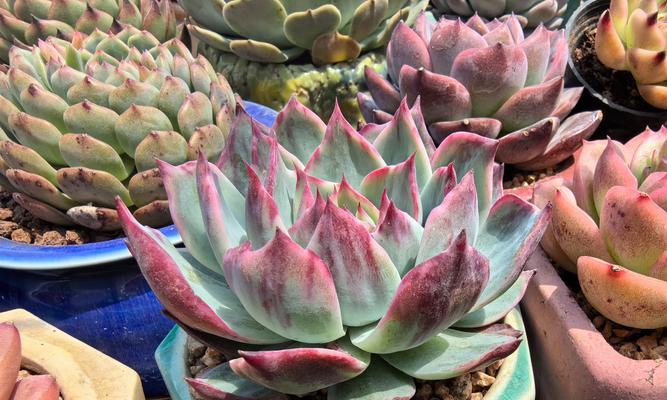 植物浸盆需要持续多长时间？