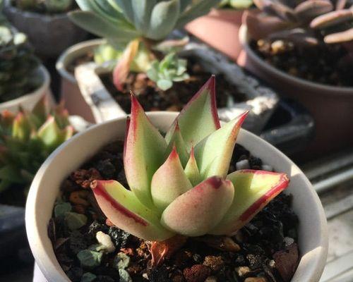 植物浸盆需要持续多长时间？