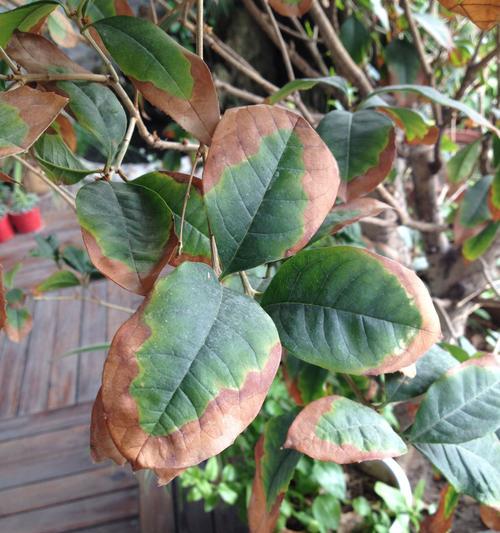 植物生病的种类有哪些？如何识别和处理？