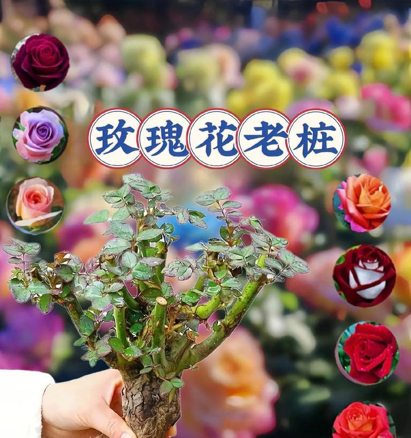 荷兰玫瑰花卉的养护技巧有哪些？如何保持其最佳状态？