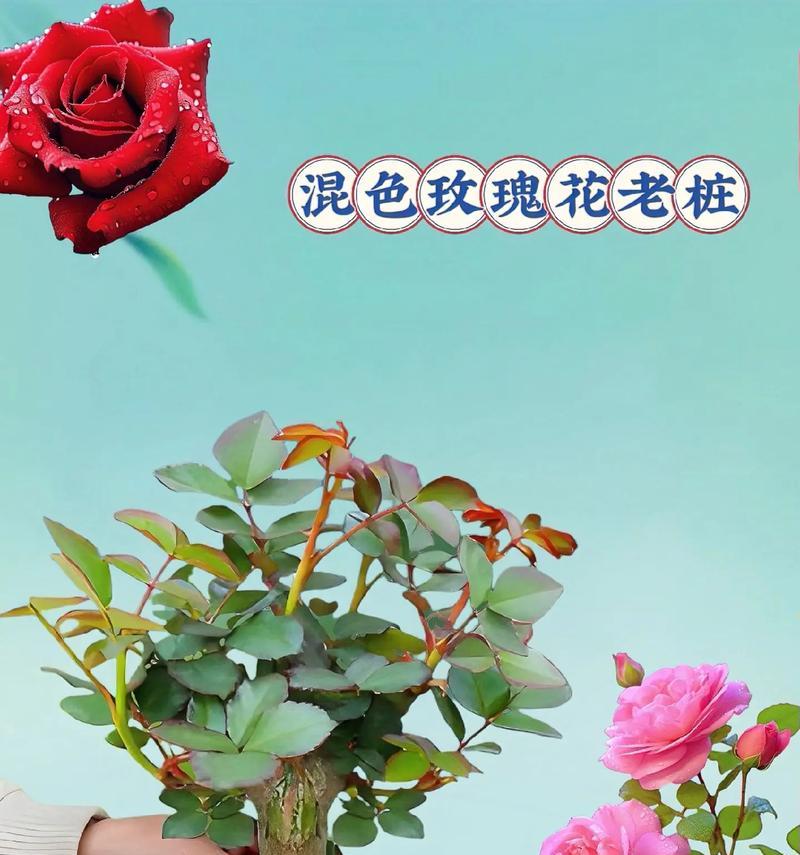 荷兰玫瑰花卉的养护技巧有哪些？如何保持其最佳状态？