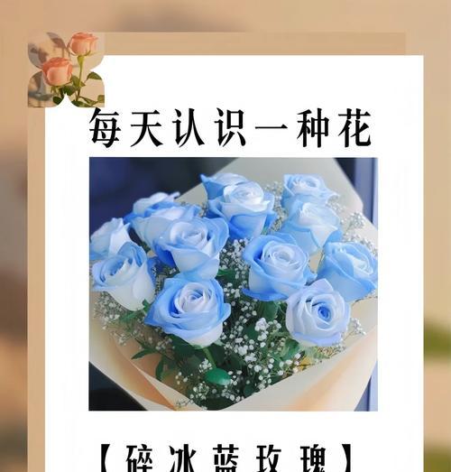 碎冰蓝玫瑰的花语是什么？蓝色玫瑰的特别含义。