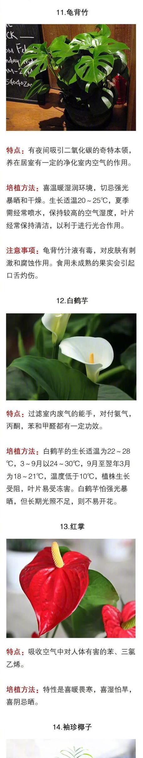 哪种花卉的种植方法最简单？如何轻松种植？