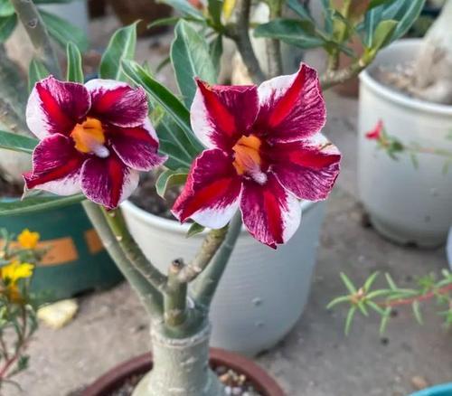 花草植物玫瑰的养护方法是什么？有哪些注意事项？