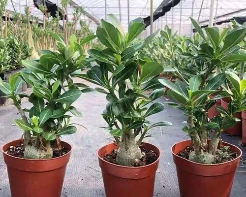花草植物玫瑰的养护方法是什么？有哪些注意事项？