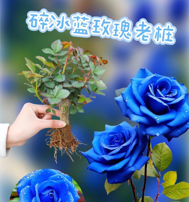 玫瑰花图像意义及寓意是什么？它代表了什么？