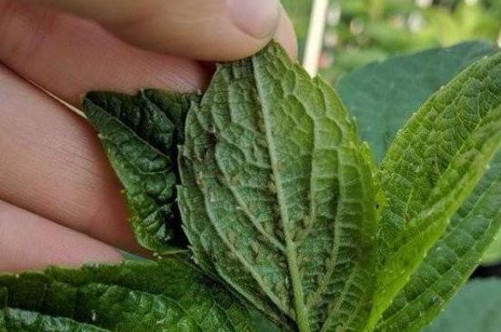 蕨类植物为何容易长蚜虫？如何防治？