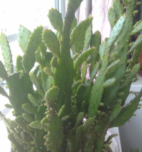 牛大都培育的仙人球品种有哪些？如何选择适合的品种？