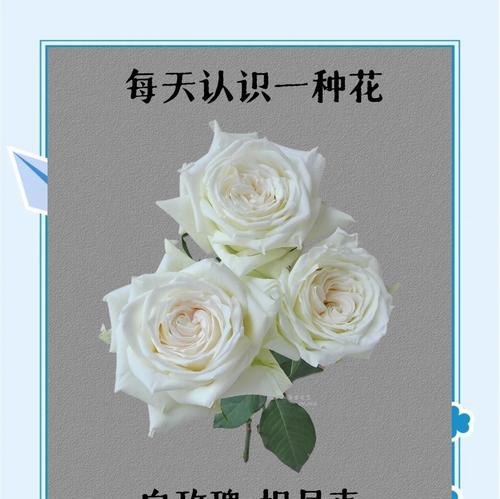 小玫瑰花的正确养护方法是什么？