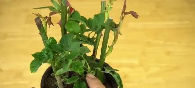 小玫瑰花的正确养护方法是什么？