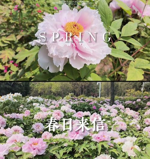 牡丹花仅开三年的原因是什么？如何延长其花期？