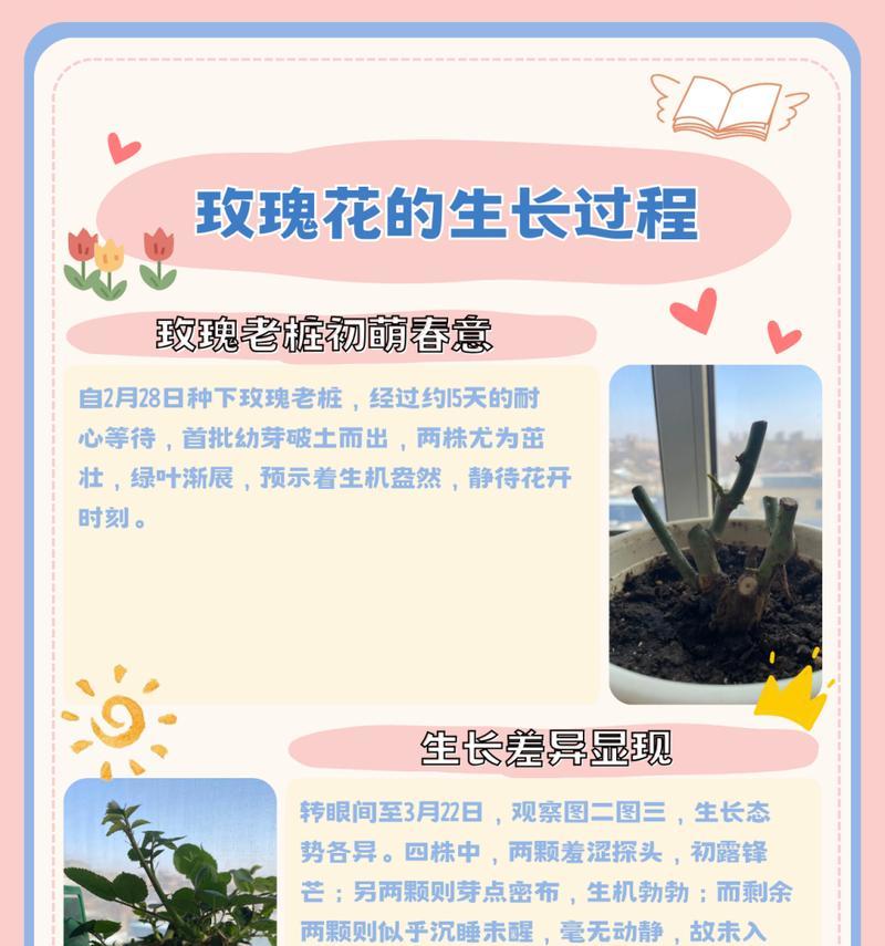 玫瑰花巨型成品的养护方法是什么？