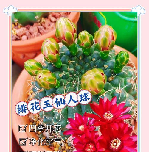紫玉带仙人球如何养护才能开花？开花的秘诀是什么？