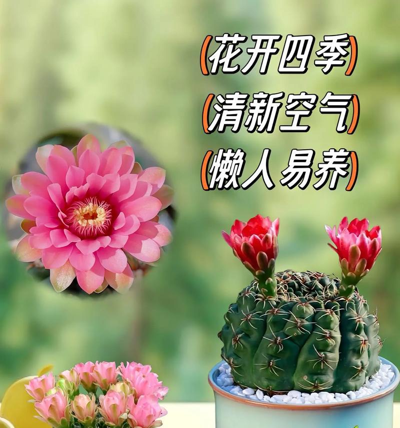 紫玉带仙人球如何养护才能开花？开花的秘诀是什么？