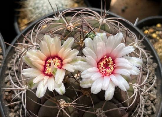 紫玉带仙人球如何养护才能开花？开花的秘诀是什么？