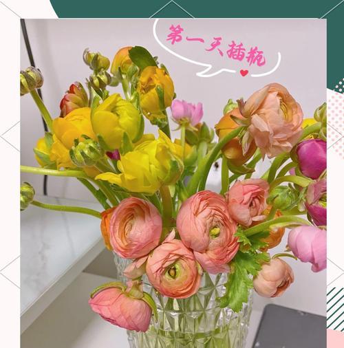 一大株牡丹花的养护要点是什么？如何保持其健康生长？