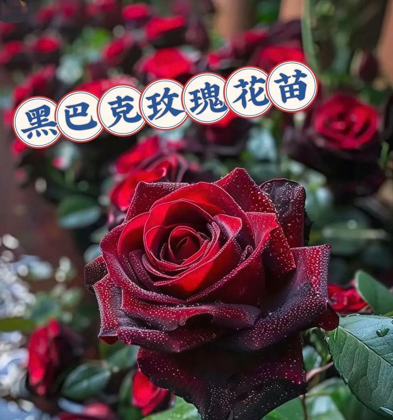 玫瑰花最后一个花瓣有多少针？花瓣针数对玫瑰花有何意义？