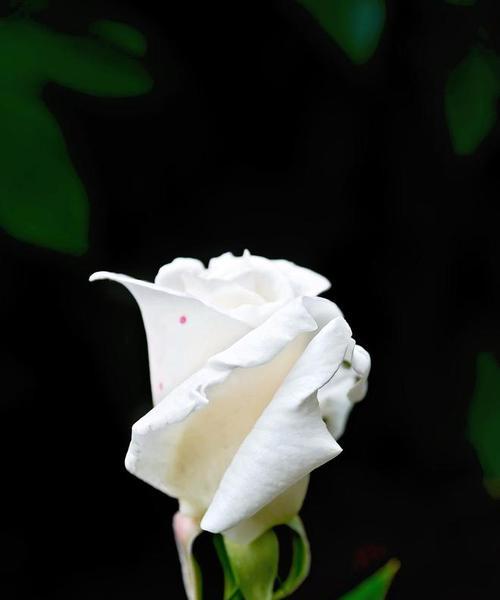 玫瑰花最后一个花瓣有多少针？花瓣针数对玫瑰花有何意义？