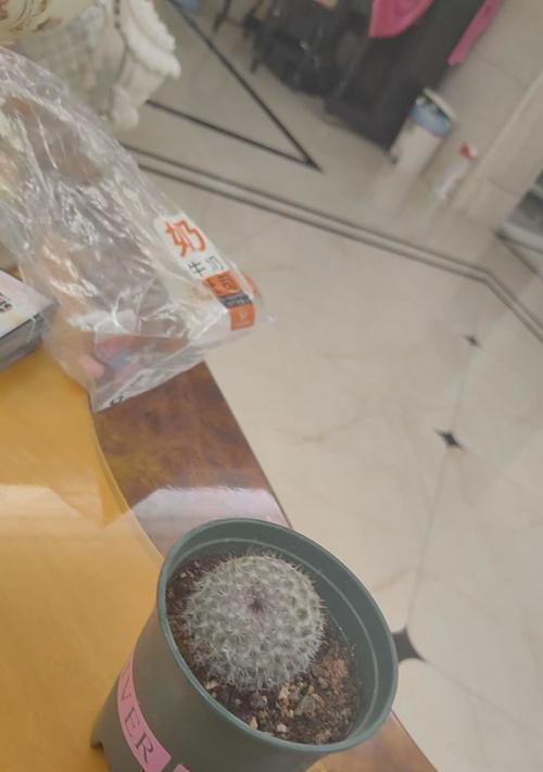 青鸟仙人球的正确养殖方法是什么？
