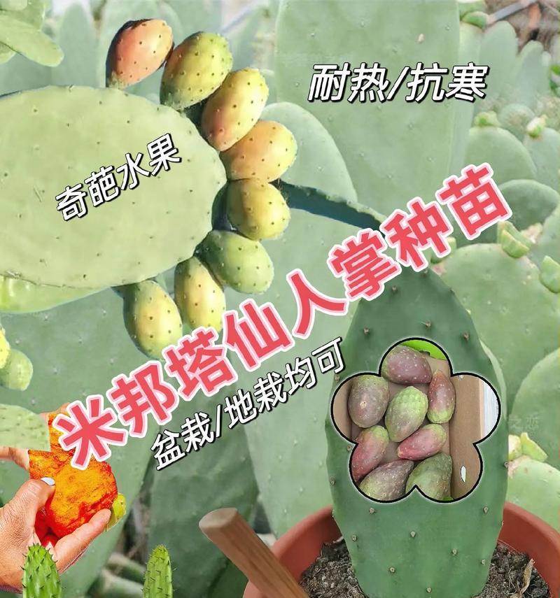 养不起的仙人掌如何养殖？有哪些经济方法？