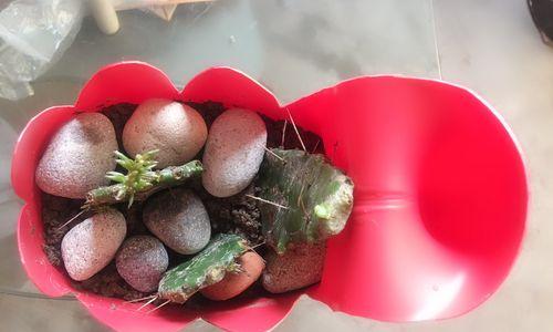 大树苗仙人掌的种植步骤是什么？