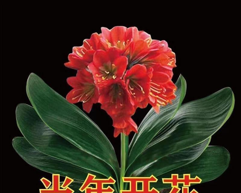 君子兰开花需要什么条件？
