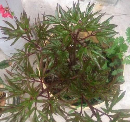 牡丹花在阳台冬天的养护方法是什么？