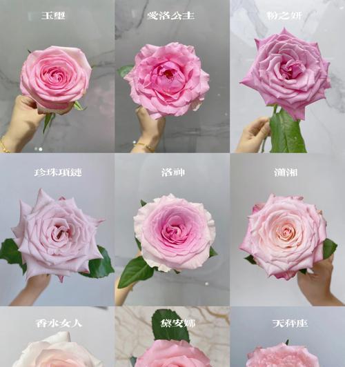 哪种玫瑰花品种最昂贵？如何识别和养护？