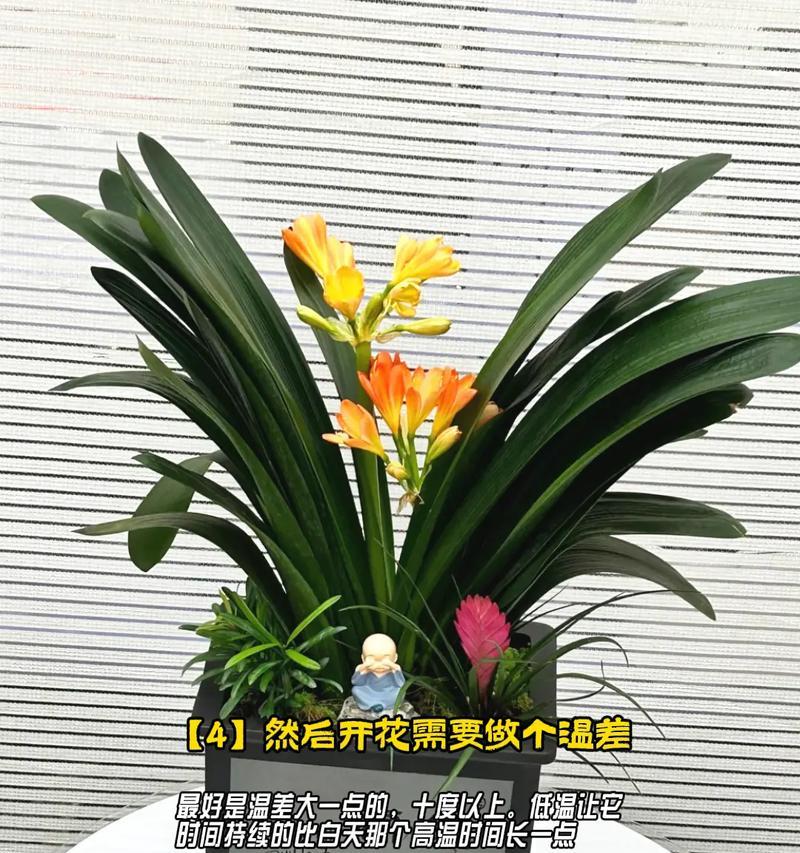 君子兰长头后多久会开花？如何促进开花？