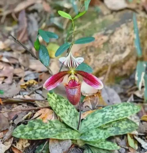 金龙兰花属于什么兰科植物？这种植物有什么特点？