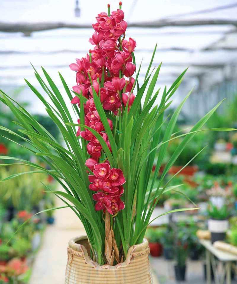 金龙兰花属于什么兰科植物？这种植物有什么特点？