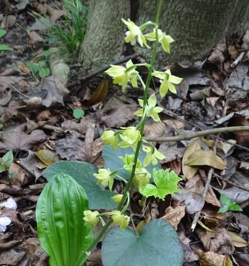 金龙兰花属于什么兰科植物？这种植物有什么特点？