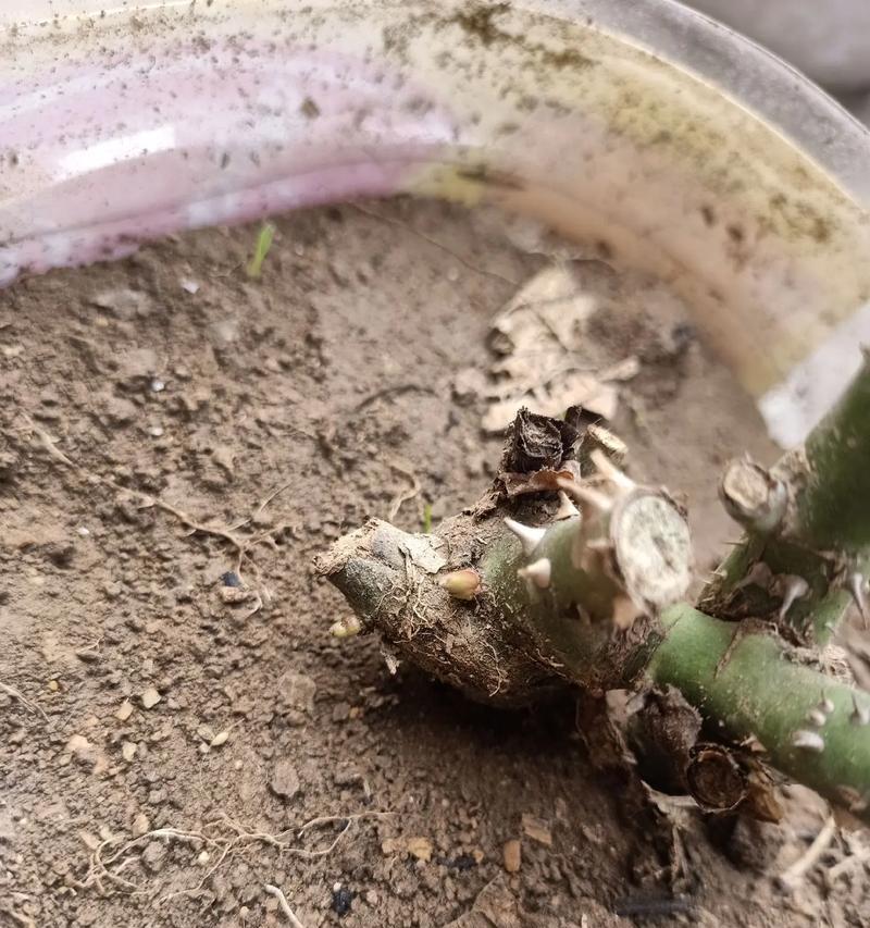 玫瑰花种子的播种方法是什么？