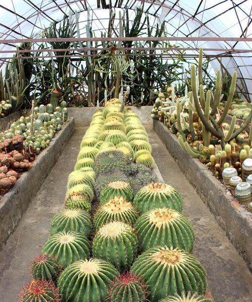 在家如何成功移栽和种植仙人掌？