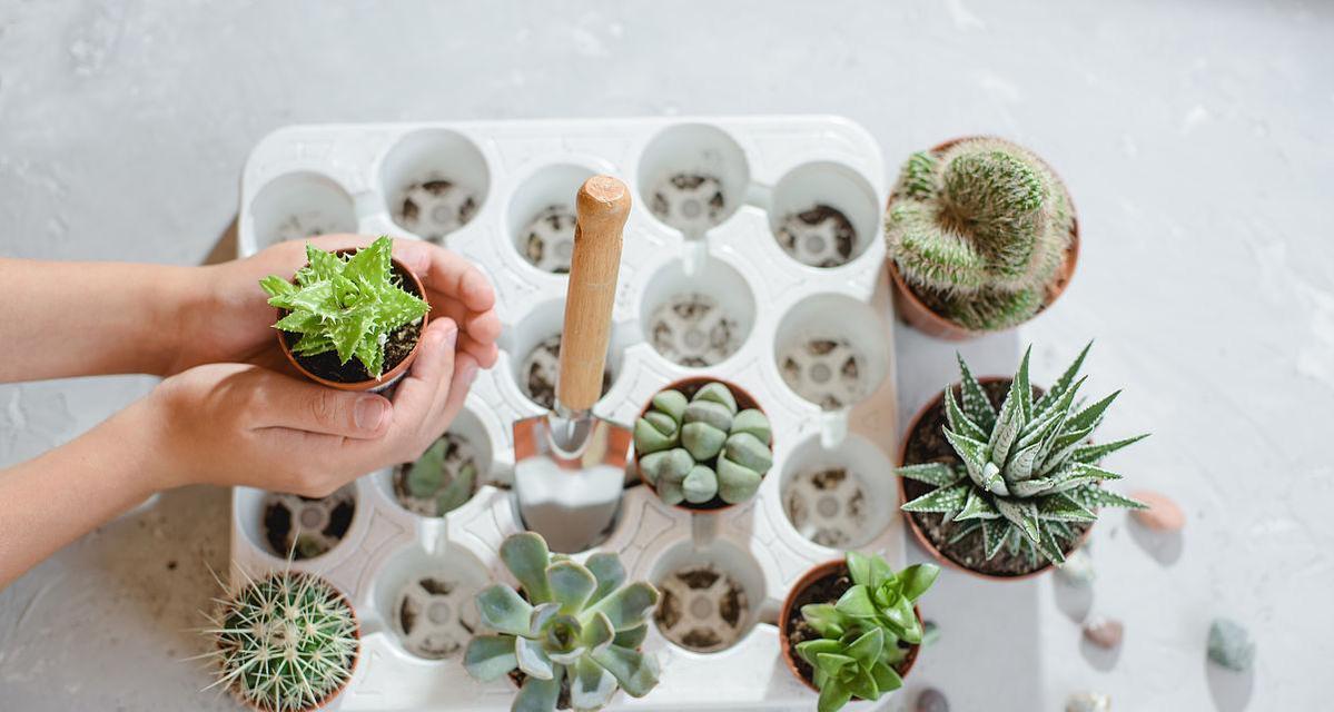 在家如何成功移栽和种植仙人掌？