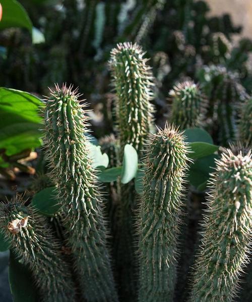 在家如何成功移栽和种植仙人掌？