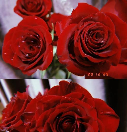 玫瑰花与月季花的区别在哪里？