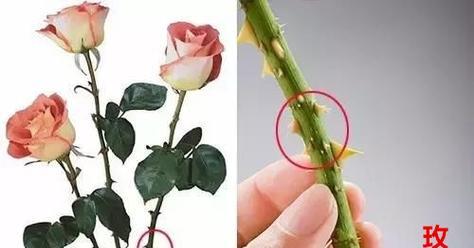 玫瑰花与月季花的区别在哪里？