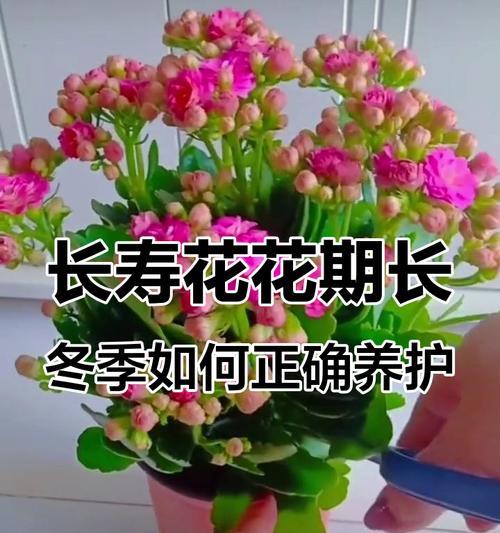 君子兰和长寿花的浇水技巧分别是什么？有何不同？