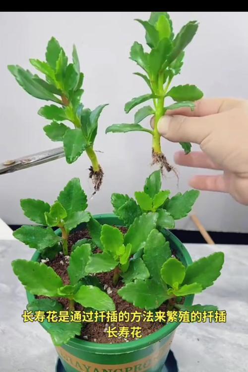 大仙人掌花树嫁接方法是什么？