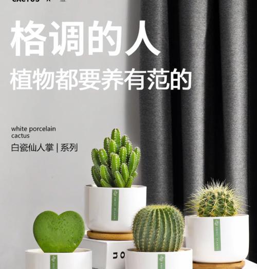 无土栽培仙人球的方法和注意事项？