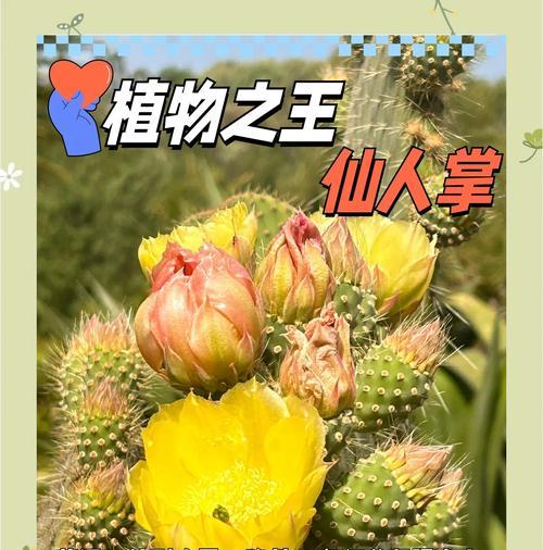 仙人掌黄化皱缩的原因及解决方法是什么？