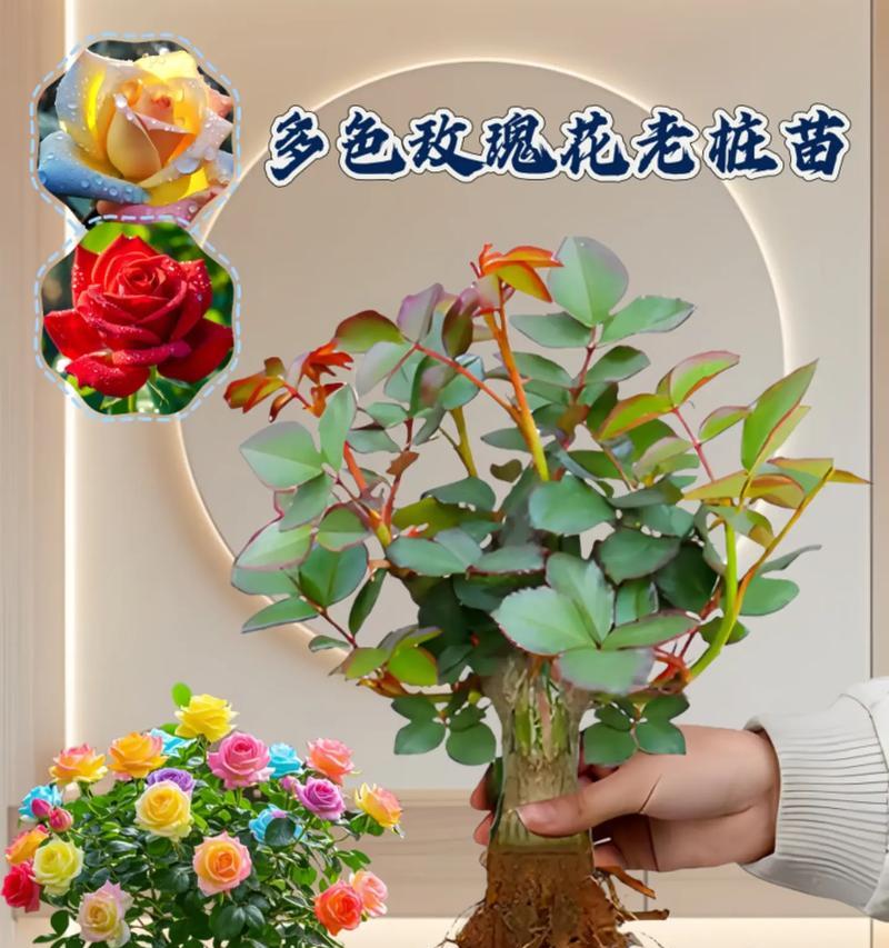 老庄玫瑰花在家如何养护？