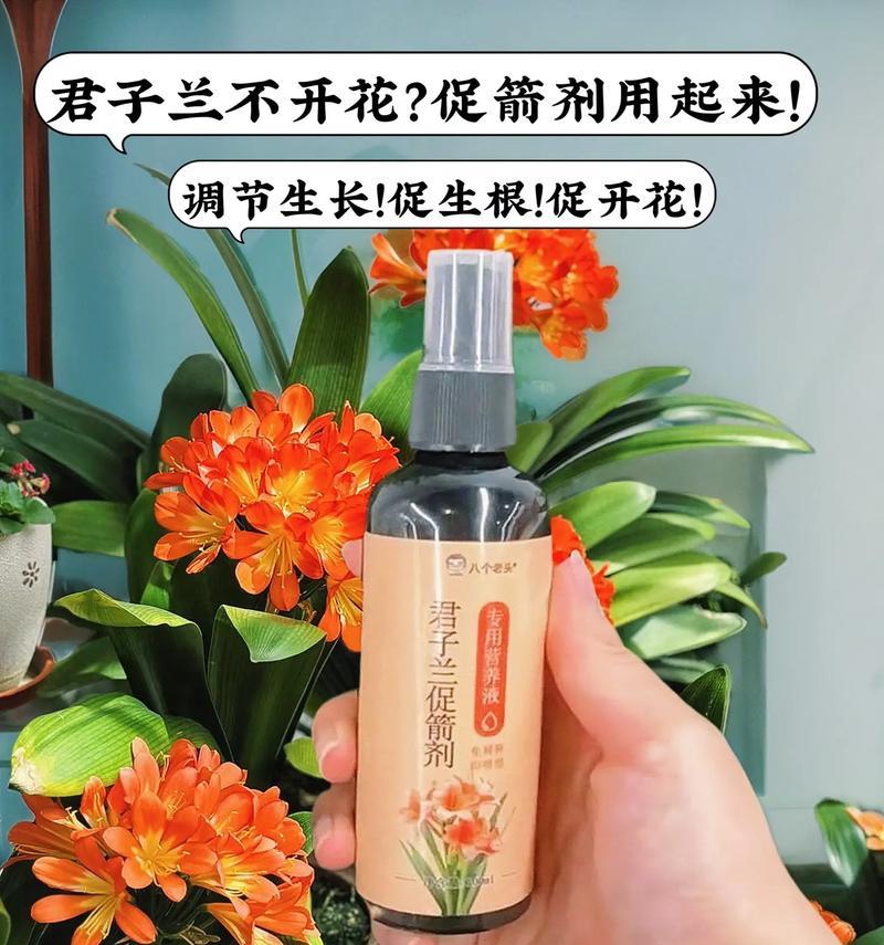 夏季君子兰的养护要点是什么？如何在夏季保持君子兰健康？