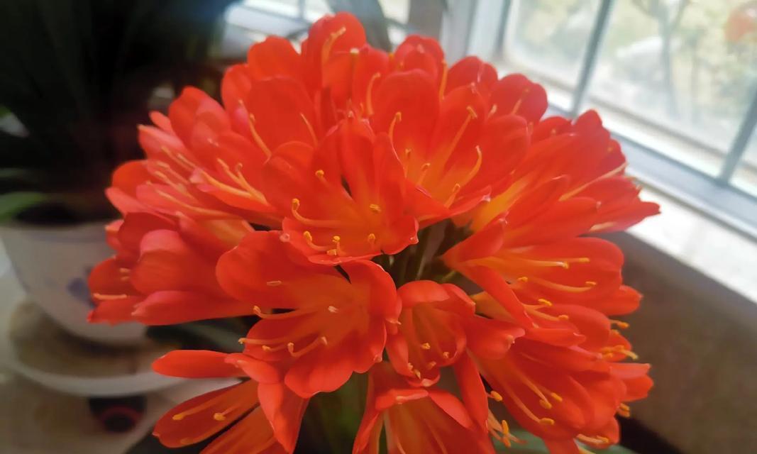 君子兰开花20朵预示着什么？花语有哪些？