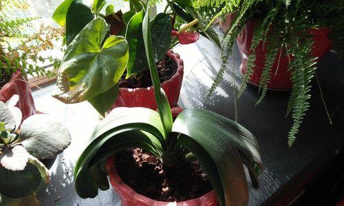 君子兰开花又蔫了怎么回事？如何解决？