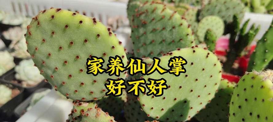 仙人掌干枯不开花怎么办？