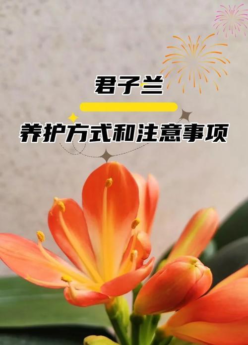 如何在冷棚中培养出美观的君子兰？