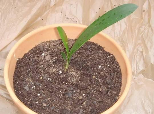 君子兰种子清洗和种植的正确步骤是什么？