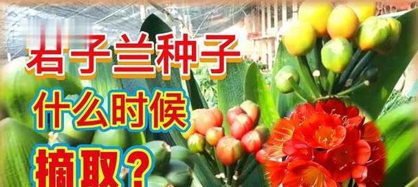 君子兰种子清洗和种植的正确步骤是什么？